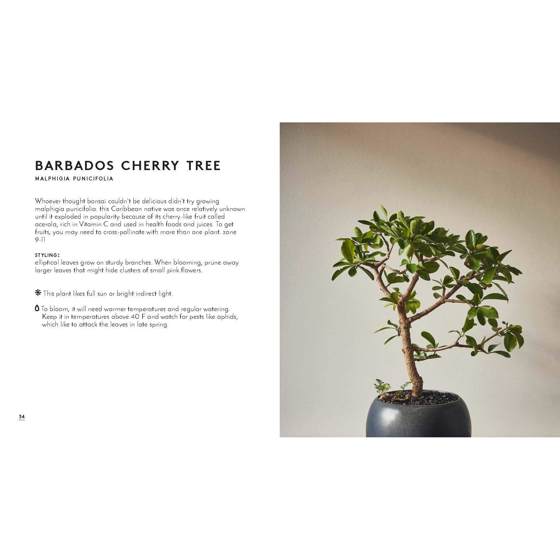 The Little Book of Bonsai