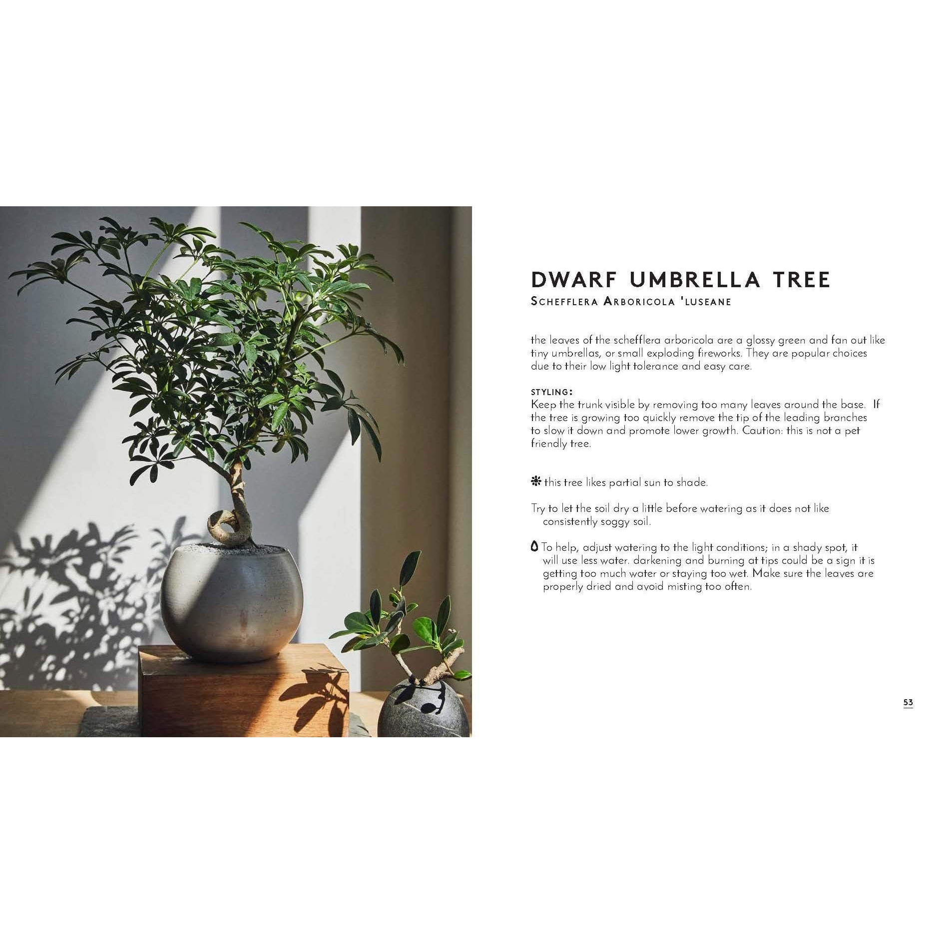 The Little Book of Bonsai