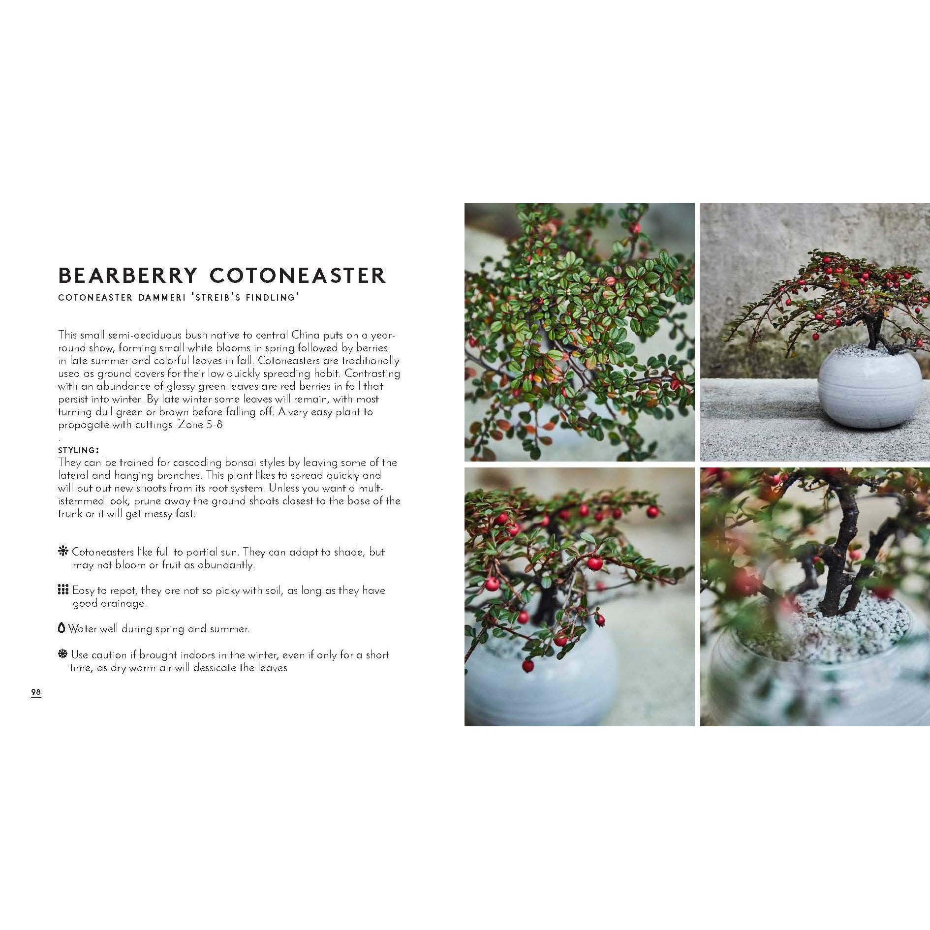 The Little Book of Bonsai