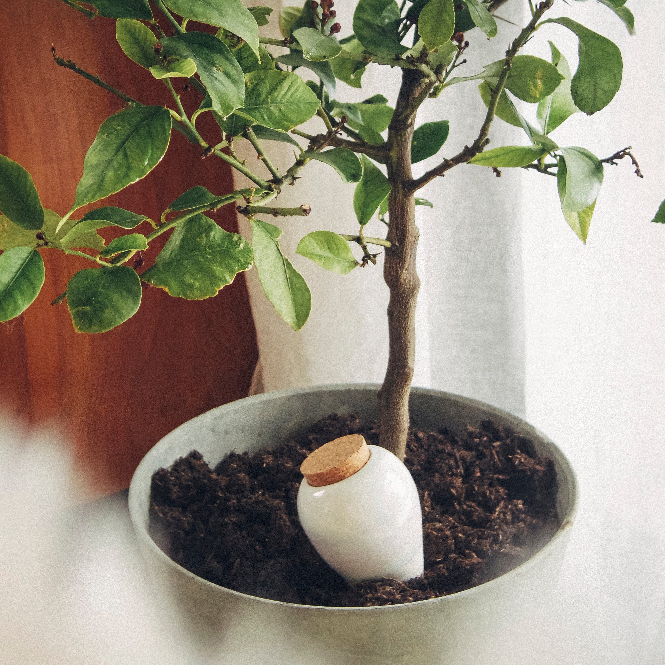 Pepin Olla Speckled White